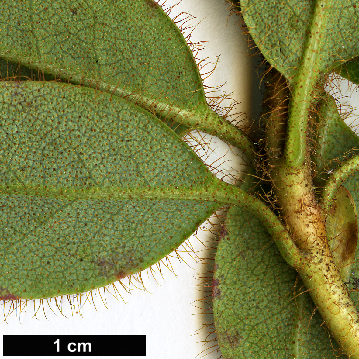 High resolution image: Family: Ericaceae - Genus: Rhododendron - Taxon: oblongilobatum